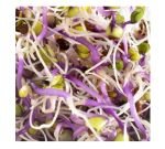 Seeds germinate - Red Cabbage